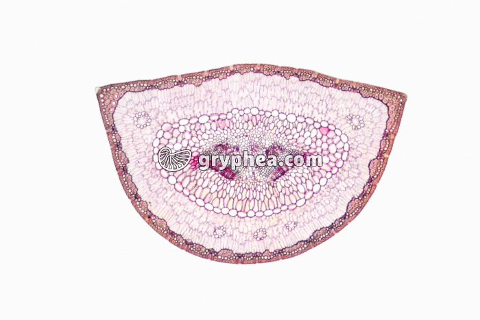 Feuille de Pin CT x10 - gryphea.org